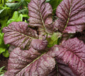 Red Giant Mustard Seeds Pack of 300+ | Heirloom Gai Choy Shealihong Xuelihong Brassica juncea for Home Gardening