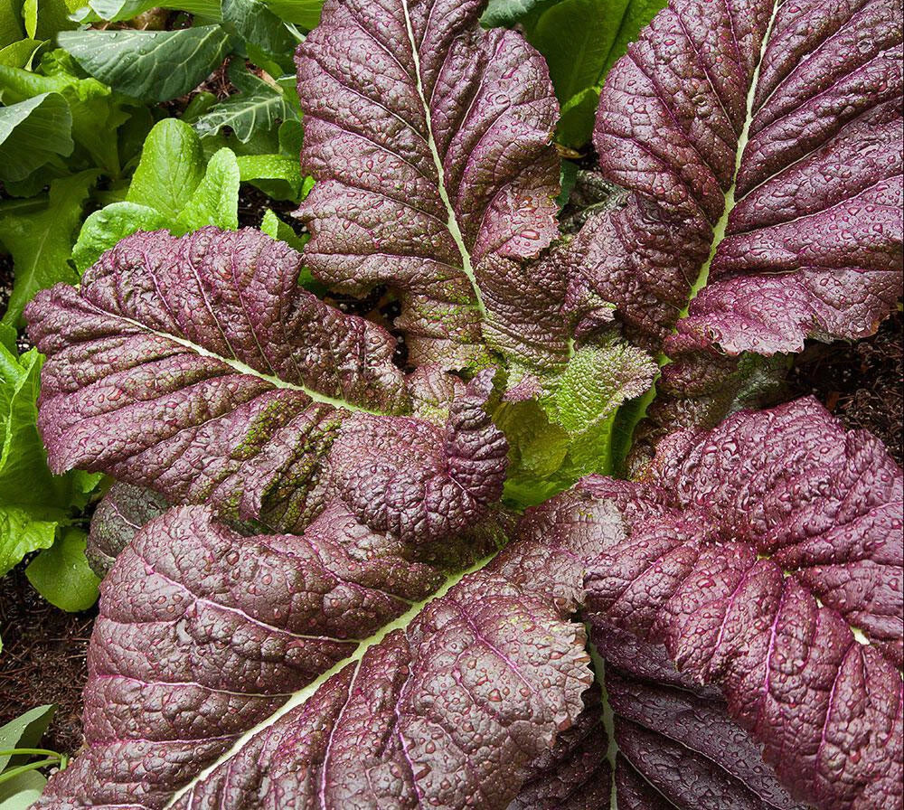 Red Giant Mustard Seeds Pack of 300+ | Heirloom Gai Choy Shealihong Xuelihong Brassica juncea for Home Gardening