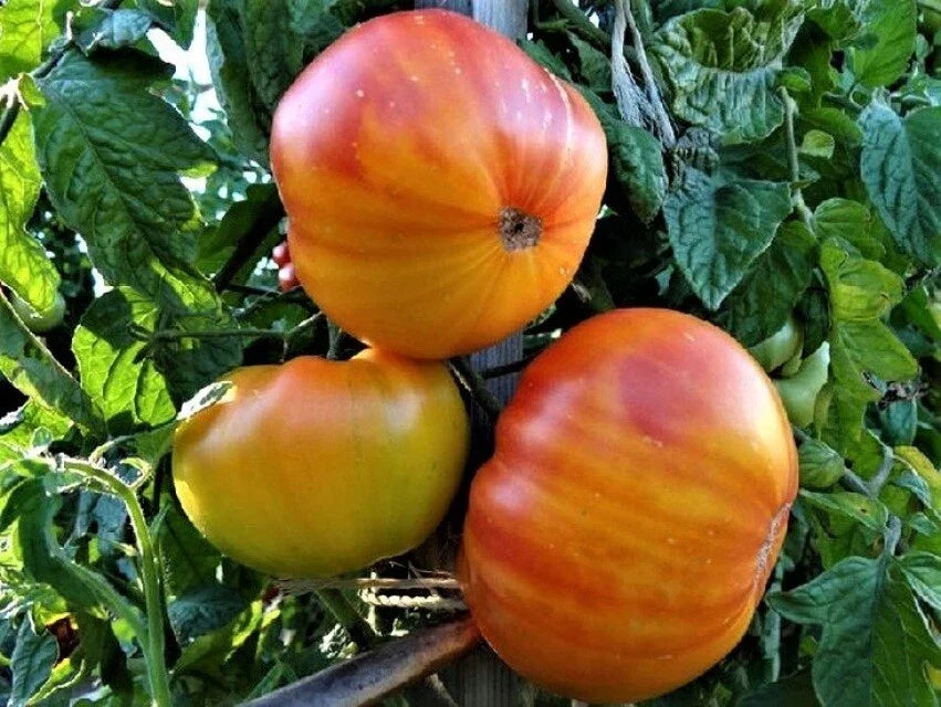 Pineapple Tomato Seeds 50 Ct Heirloom Non-GMO Solanum lycopersicum Beefsteak Tomato Seeds