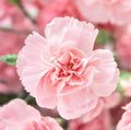 Carnation Flower Seeds - La France Pink, Dianthus caryophyllus, Easy to Grow, Garden, Landscape, Floral