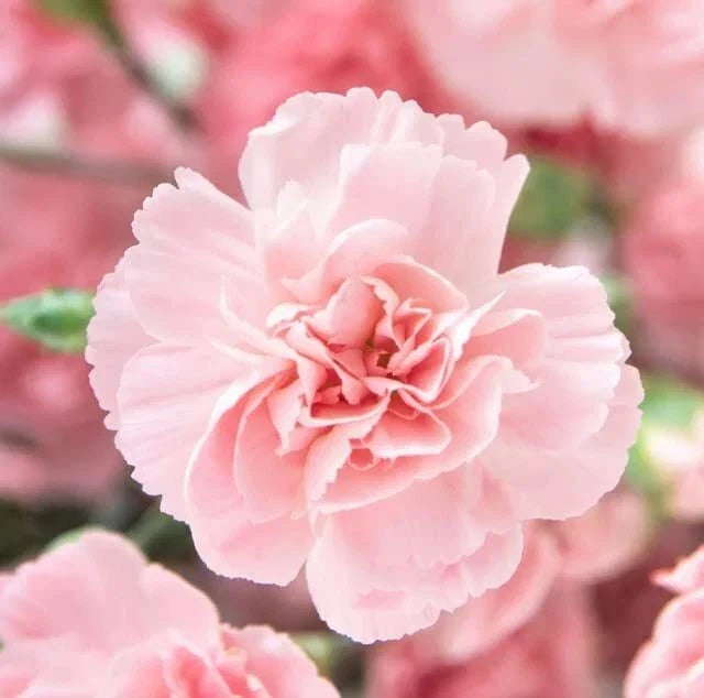 Carnation Flower Seeds - La France Pink, Dianthus caryophyllus, Easy to Grow, Garden, Landscape, Floral