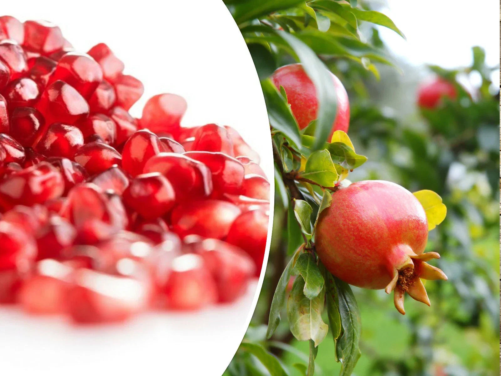 25 Pomegranate Seeds Pack - Edible Fruit, Punica granatum, Tropical Garden, Landscaping, Home Growing