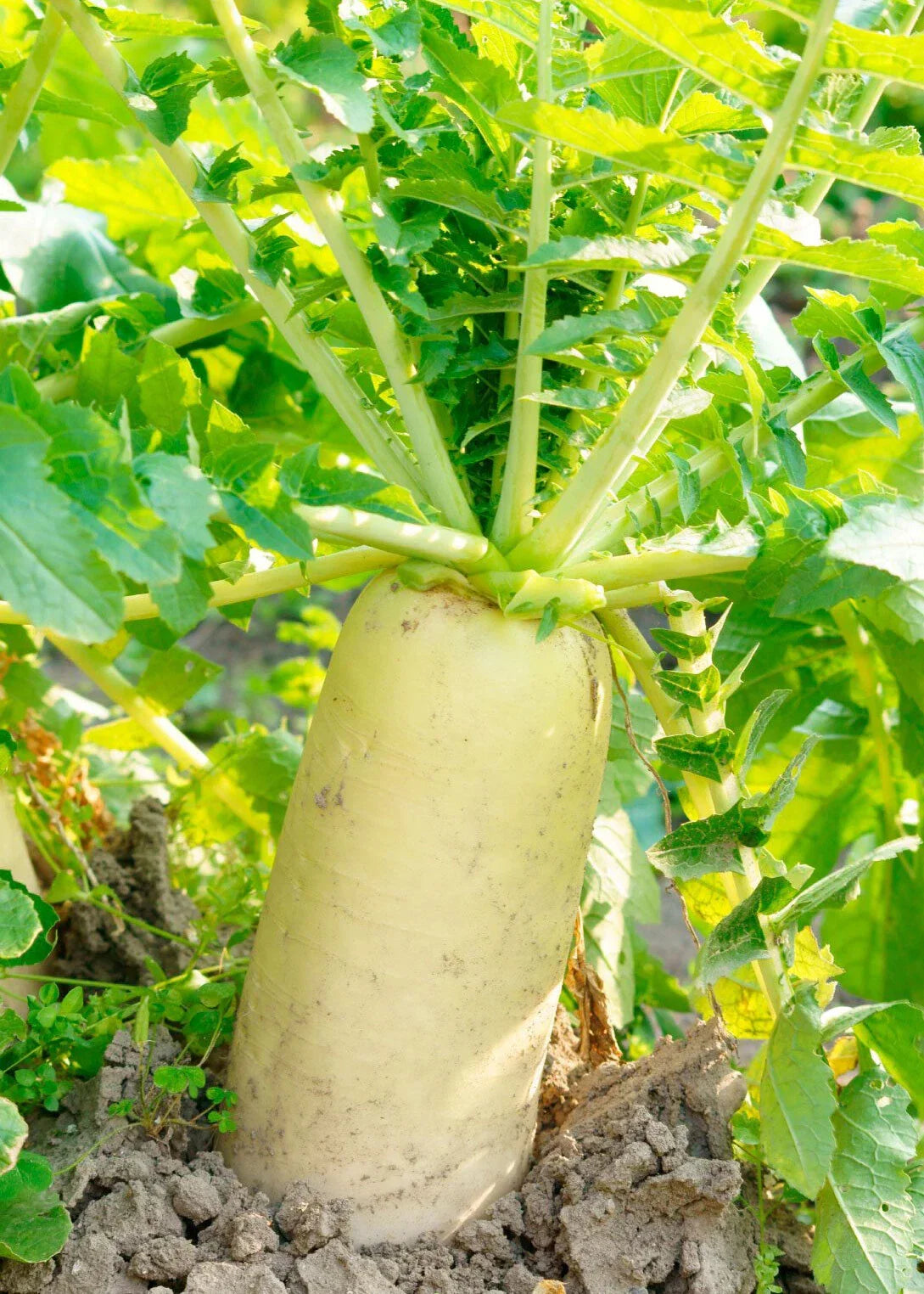 Daikon Radish Seeds – 200+ Raphanus sativus var. longipinnatus for Home Gardens, Salad, Pickling, Fast-Growing