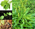Curly Dock Seeds - 1000+ Organic Microgreens Herb Seeds Rumex crispus for Home Gardening