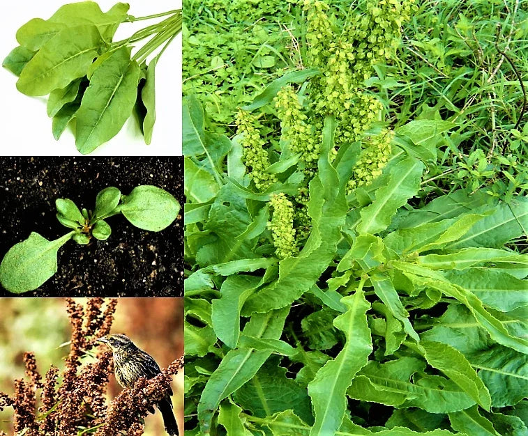 Curly Dock Seeds - 1000+ Organic Microgreens Herb Seeds Rumex crispus for Home Gardening