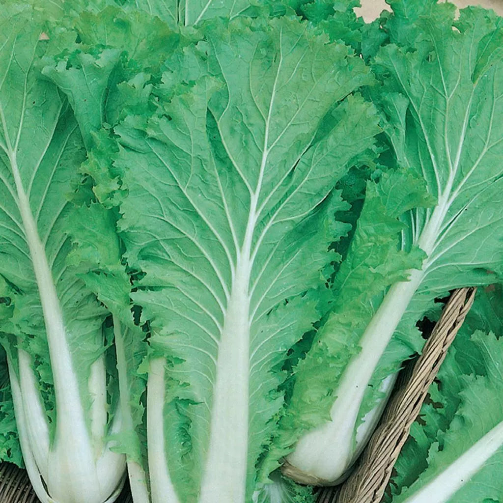 Chinese Michihili Cabbage Seeds - Non-GMO Vegetable Garden Seeds Brassica rapa subsp. pekinensis, 300+ Seeds