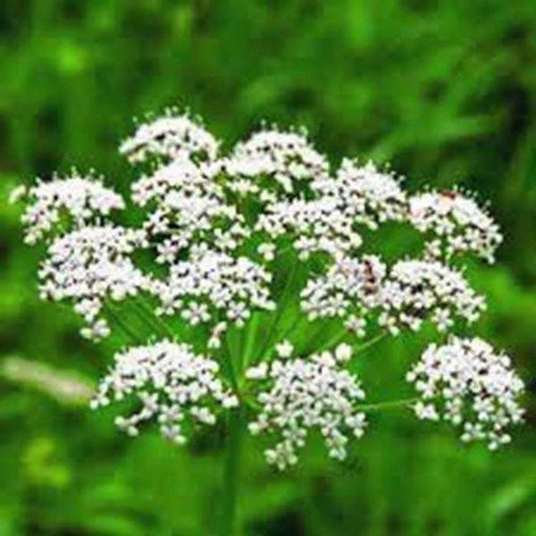 Anise Herb Seeds - 50+ Heirloom Pimpinella anisum, Aromatic Spice, Culinary Herb, Full Sun, Easy to Grow