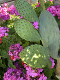 Sprouted Prickly Pear Cactus Pad Cutting - Nopales, Edible Superfood, Organic, 5 Pack, Opuntia spp.