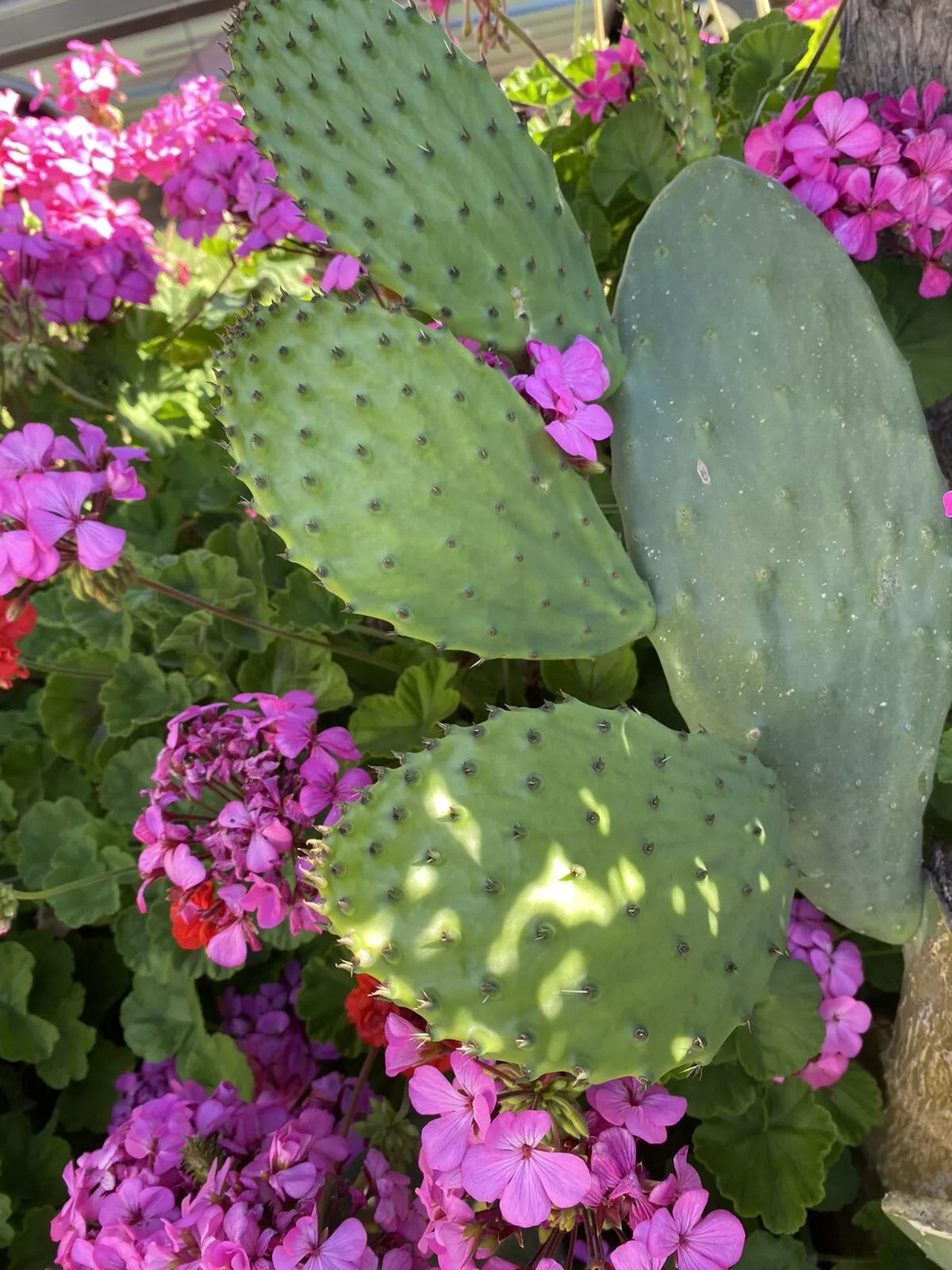 Sprouted Prickly Pear Cactus Pad Cutting - Nopales, Edible Superfood, Organic, 5 Pack, Opuntia spp.