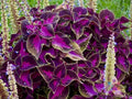 Purple Dragon Coleus Seeds - 25+ Pack, Colorful Foliage, Ornamental Plant, Solenostemon scutellarioides