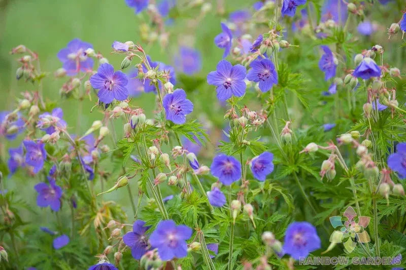 Geranium Seeds, Pratense Variety, Perennial Garden Planting, Non-GMO, USA Grown, Free Shipping