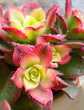 Aeonium Kiwi Variegated Succulent Cutting - 2-3 Inch Live Plant for Indoor Gardening, Drought Tolerant, Easy Care