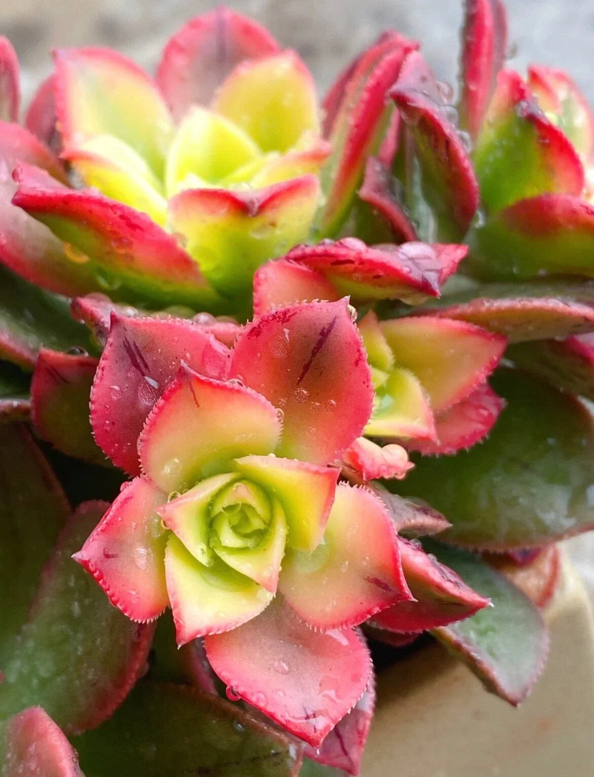 Aeonium Kiwi Variegated Succulent Cutting - 2-3 Inch Live Plant for Indoor Gardening, Drought Tolerant, Easy Care