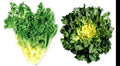 Giant Batavian Endive Seeds - 200 Pack, Tightly Packed Heads, Creamy White Heart, Buttery Flavor, Cichorium endivia