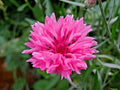 Pink Cornflower Seeds - Over 500, Centaurea cyanus, Annual Flower for Garden & Container, Attracts Pollinators