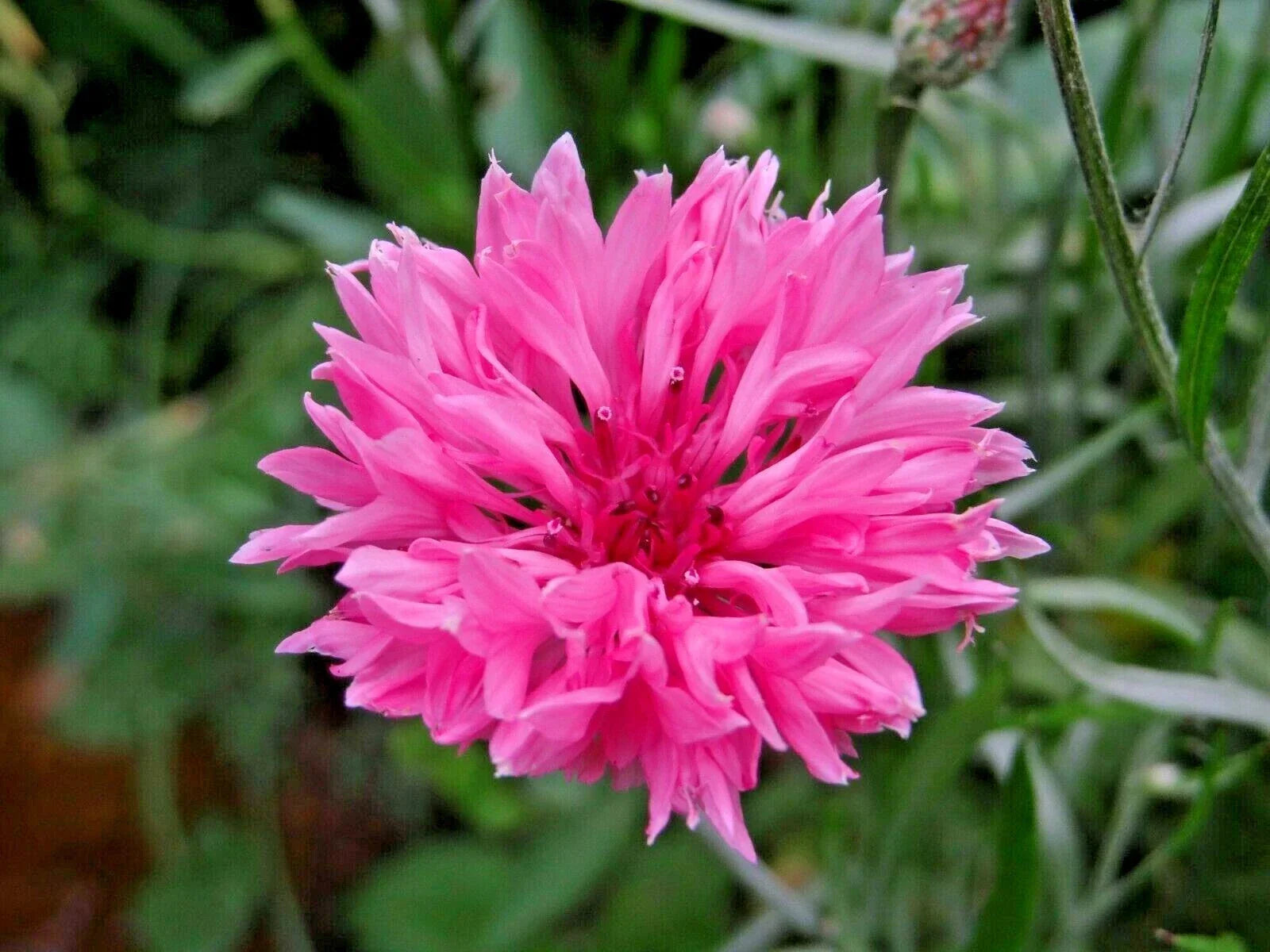 Pink Cornflower Seeds - Over 500, Centaurea cyanus, Annual Flower for Garden & Container, Attracts Pollinators