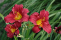 Daylily Bare Root Plants - Ruby Stella Variety, Hemerocallis, 25 Count, Summer Blooming, Vibrant Ruby-Red Flowers