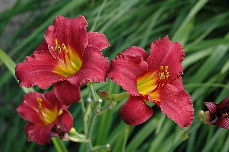 Daylily Bare Root Plants - Ruby Stella Variety, Hemerocallis, 25 Count, Summer Blooming, Vibrant Ruby-Red Flowers