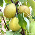 Honey Jar Asian Pear Tree Bare Root – Very Sweet Juicy Pyrus pyrifolia, Early Harvest, Compact, Self-Pollinating