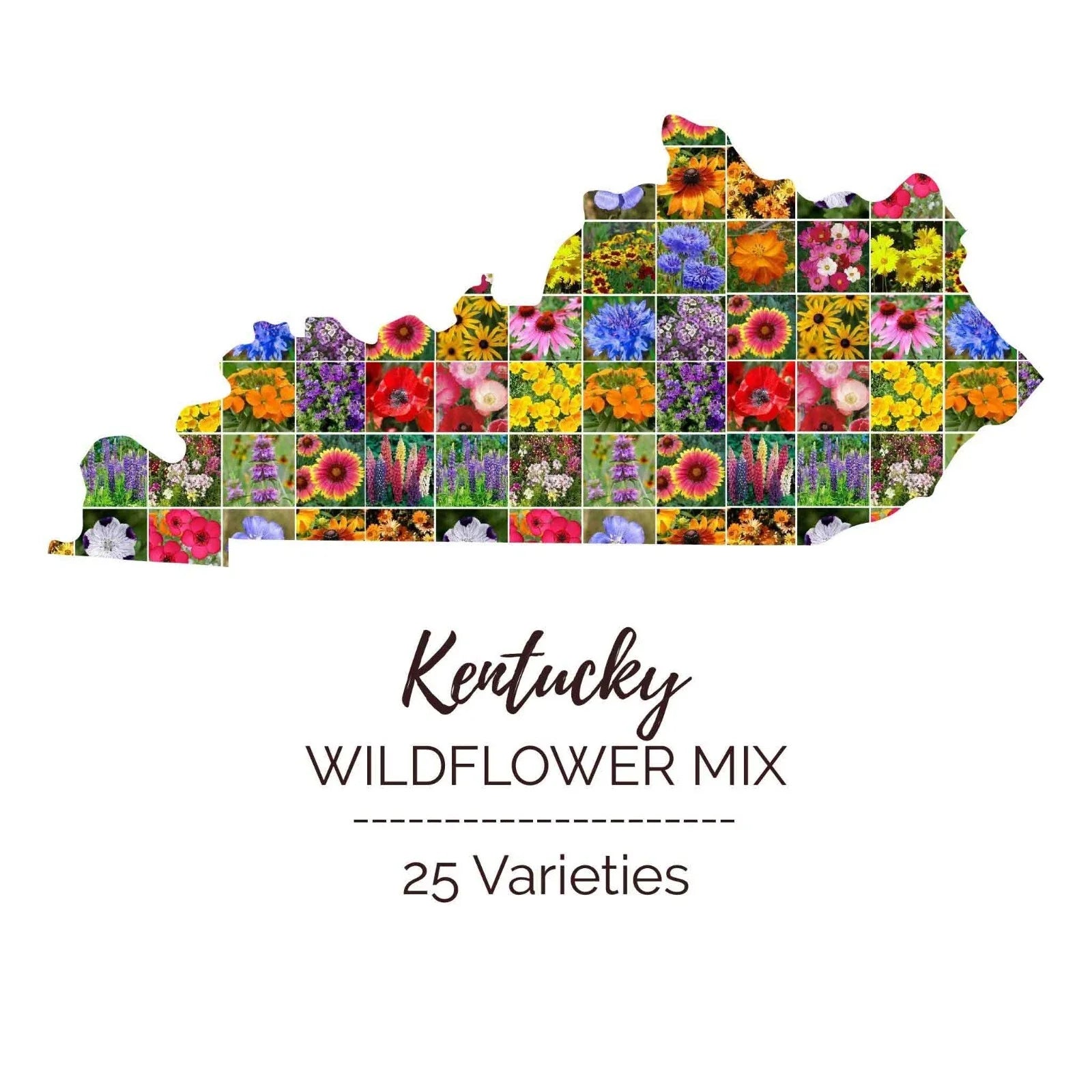 Kentucky Wildflower Seed Mix - 1000 Non-GMO Seeds, 25 Native Perennial & Annual Varieties for Pollinator Gardens