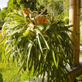Staghorn Fern Plant 4 in. Potted | Unique Foliage, Low Maintenance House Plant | Platycerium spp. 3-Pack