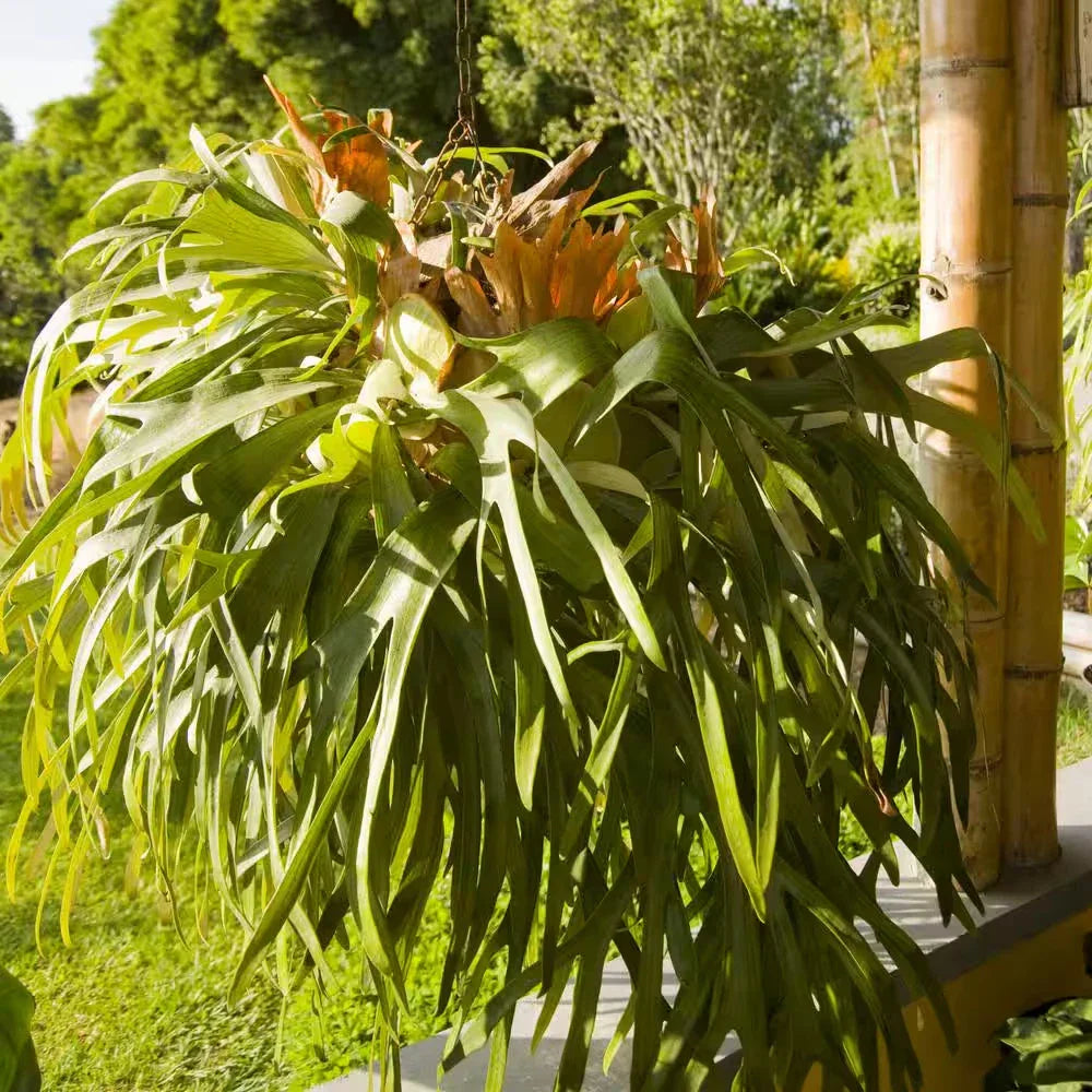 Staghorn Fern Plant 4 in. Potted | Unique Foliage, Low Maintenance House Plant | Platycerium spp. 3-Pack