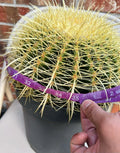 Giant XXL Golden Barrel Cactus - Echinocactus grusonii, 34-35” Circumference, 15+ lb