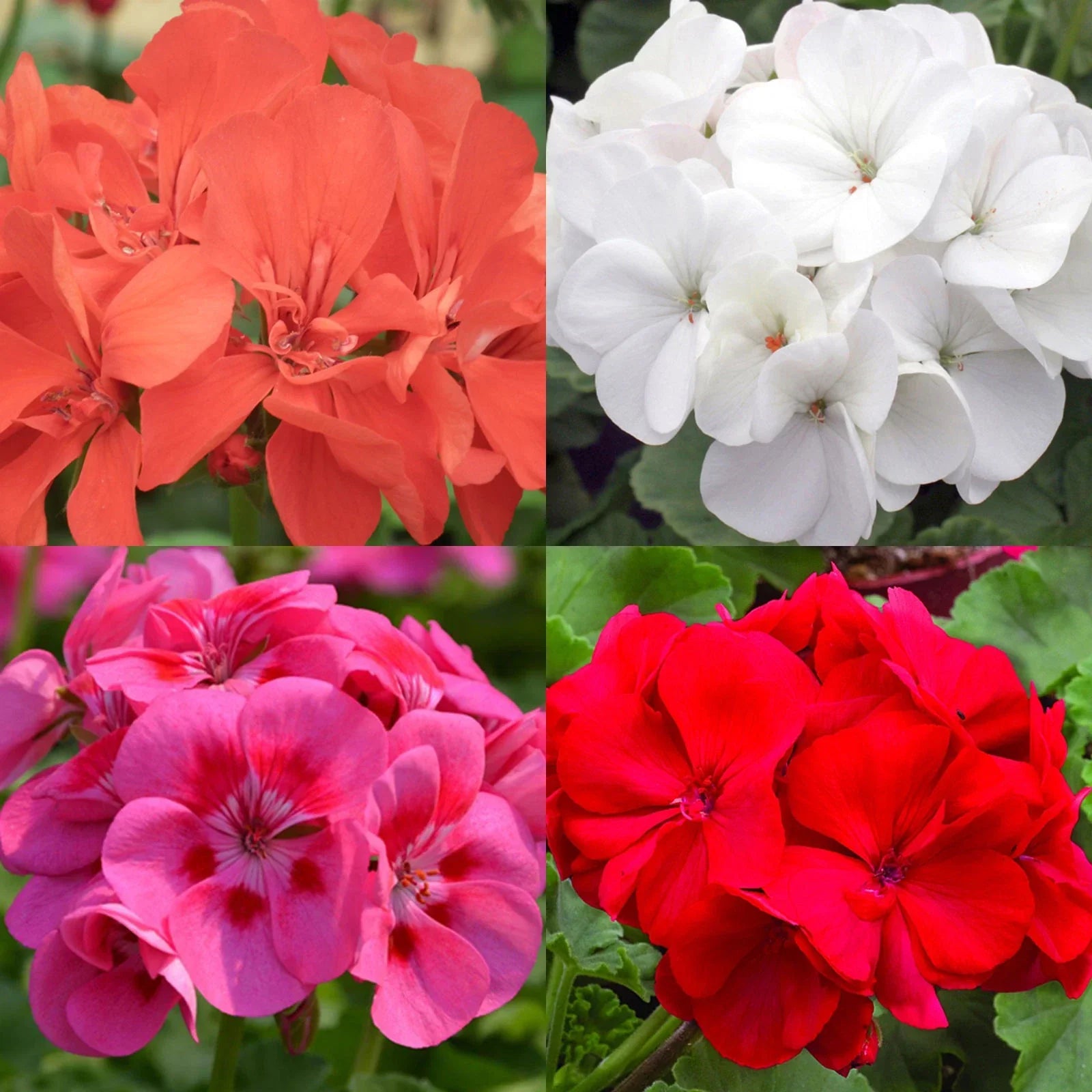 Geranium Seeds Mix - Perennial Bedding Flowers for Hanging Baskets - Pelargonium spp. - Natural Mosquito Repellent