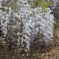 Kimono Wisteria Seeds - Perennial Climbing Vine Pack of 5 - Wisteria floribunda for Trellises & Fences - Fragrant, Fast-Growing Garden Seeds