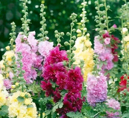 Hollyhock Seeds - Summer Carnival Mix - Alcea rosea - Colorful Perennial Flower Seeds for Garden, Borders, and Cut Flowers