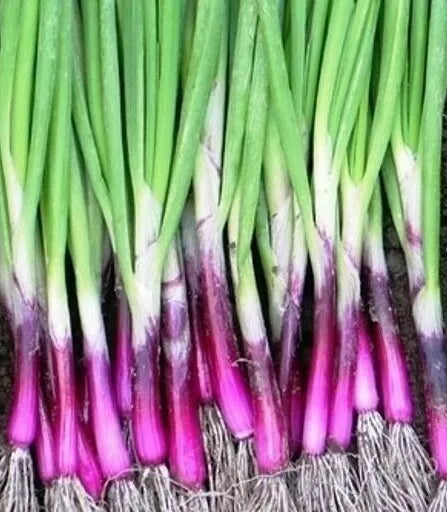 Scarlet Bandit Bunching Onion Seeds - Allium fistulosum - Vegetable Garden Salad Seeds - 200+ Seeds