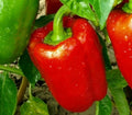 Red Bell Pepper Seeds - 30+ Non-GMO Big Red Sweet Pepper, Capsicum annuum, for Home Garden and Culinary Use