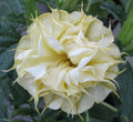Angel Trumpet Seeds, Double Lemon Rose, Brugmansia Datura, Garden Flower Seeds, Perennial, USA Grown, 10 Pack