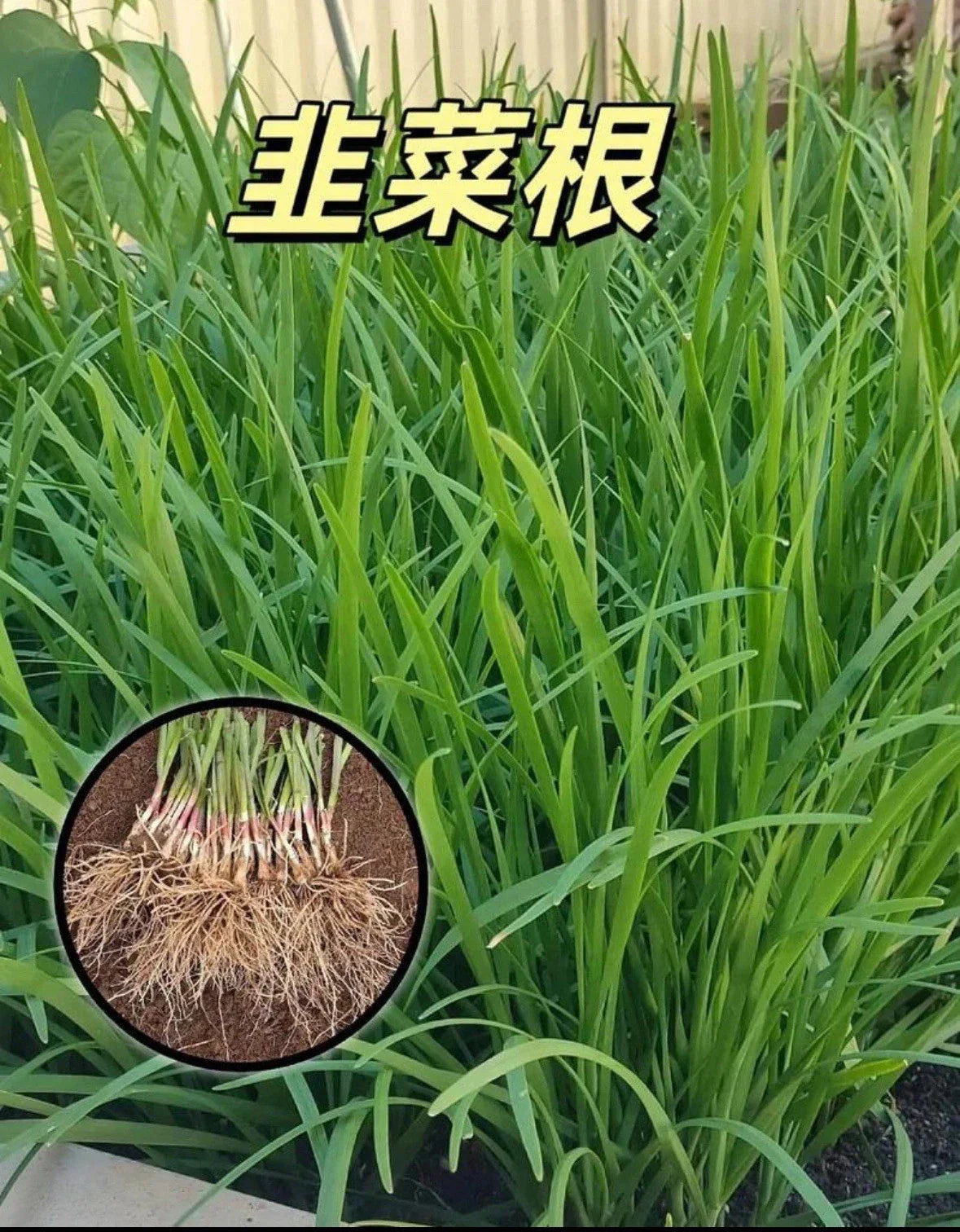 Live Garlic Chives Plant - 100 Bare Root Stalks - Allium Tuberosum - Perennial Culinary Herb