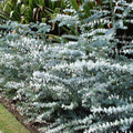 Eucalyptus Pulverulenta Seeds | Silver Dollar 'Baby Blue' | Drought-Tolerant Indoor & Outdoor Plant