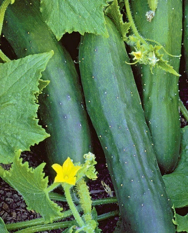 Marketmore 76 Cucumber Seeds, Non-GMO, Heirloom, Vining, Cucumis sativus, Vegetable Garden Planting, 50+ Seeds