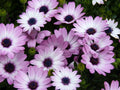 Cape Daisy Seeds - 200+ White & Purple Osteospermum Flower Seeds for Garden Planting, Full Sun, Easy to Grow