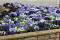200+ Ocean Breeze Mix Pansy Seeds - Viola tricolor var. hortensis, Colorful Garden Flowers, Easy to Grow, USA Grown, Free Shipping