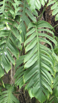 Epipremnum Pinnatum Dragon’s Tail Plant Cuttings – 3 Live Indoor Houseplant Clippings for Propagation