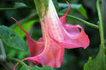 Bubble Gum Angel Trumpet Seeds - Brugmansia suaveolens Pink Flowers, 10 Pack, Fragrant Trumpet Blooms, Tropical Garden, Easy to Grow