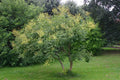 Golden Rain Tree Seeds, Koelreuteria paniculata, Ornamental Tree Seeds for Gardens, Landscaping, 10 Pack