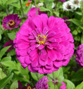 Zinnia Seeds - Dark Violet Non-GMO for Pollinators, Butterflies, Hummingbirds, Bees - 100 Seeds, Annual Flower, Zinnia elegans