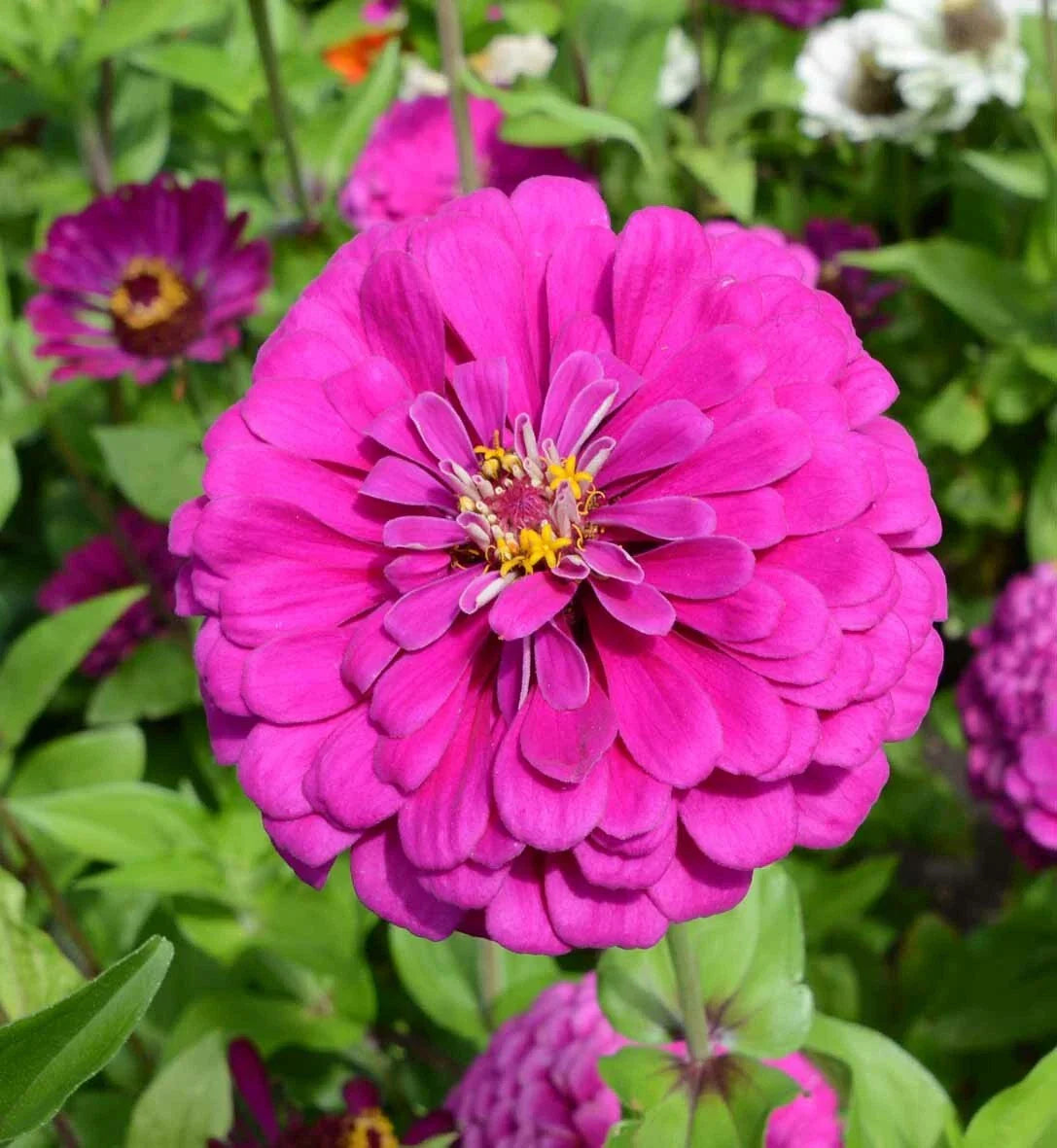 Zinnia Seeds - Dark Violet Non-GMO for Pollinators, Butterflies, Hummingbirds, Bees - 100 Seeds, Annual Flower, Zinnia elegans