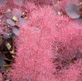 Purple Smoketree Seeds, 20 Count, Cotinus coggygria Purpureus, Ornamental Shrub with Vibrant Purple Foliage