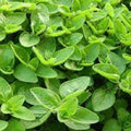 Organic Sweet Marjoram Seeds - Heirloom Culinary Herb for Indoor & Outdoor Gardening - Origanum majorana