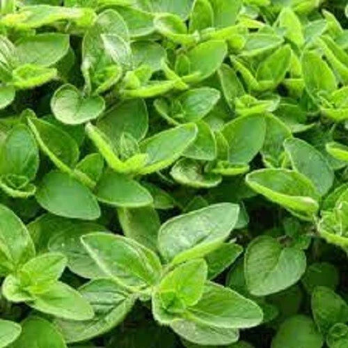 Organic Sweet Marjoram Seeds - Heirloom Culinary Herb for Indoor & Outdoor Gardening - Origanum majorana