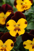 Hanging Pansy Seeds - 15 Pack Cool Wave Sunshine & Wine Viola x wittrockiana Trailing Flowers for Baskets & Containers