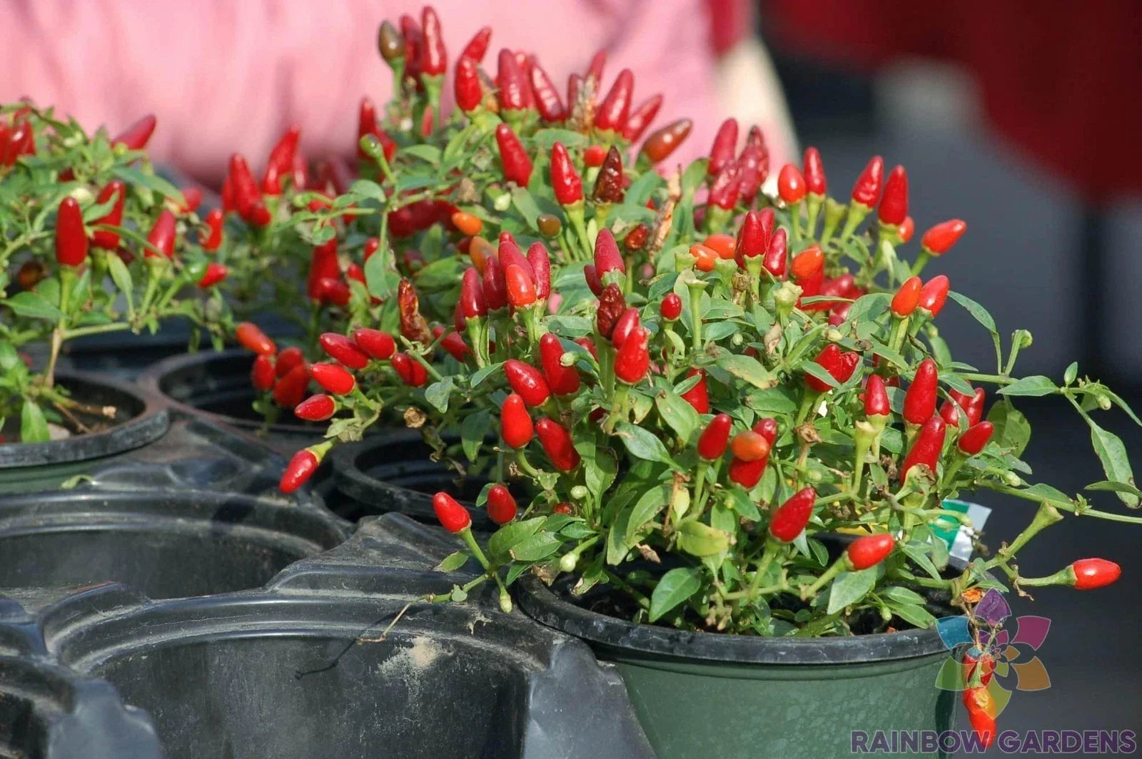 Pequin Hot Pepper Seeds - 25+ Pack for Garden Planting - Capsicum annuum - Fiery Small Peppers - USA Grown