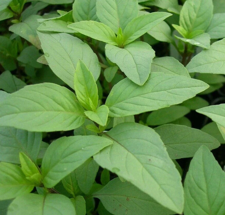 Lime Basil Seeds - 300+ Culinary Herb for Cooking, Ocimum basilicum 'Lime' Seed Packet