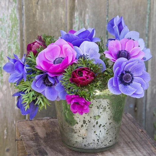 Anemone Coronaria Seeds - Blue Poppy & Rose Red Flowers - 40 Seeds for Borders & Cut Flowers